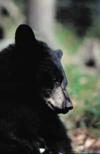 American Black Bear