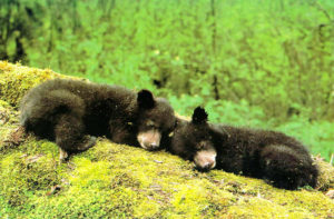 Bear cubs