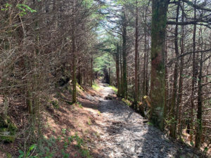 Mountain-to-Sea Trail