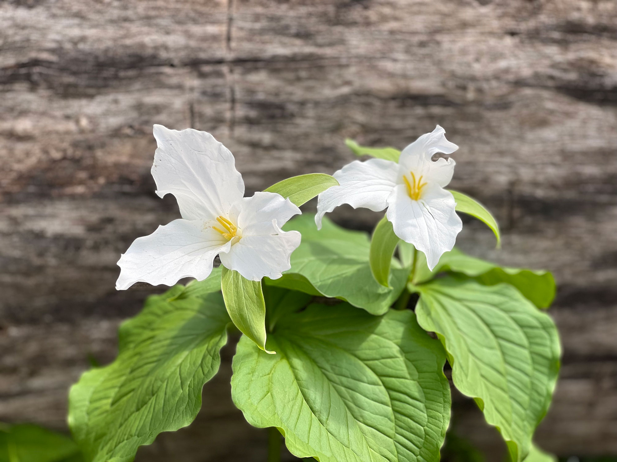 Smoky Mountain Wildflowers are Blooming